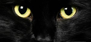 Photos de cats-eyes